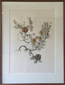 work on paper - Artwork, Celia Rosser, Banksia incana by Celia Rosser, 1987