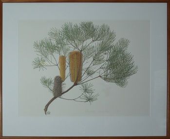 Artwork, Celia Rosser, Banksia spinulosa by Celia Rosser, 1981