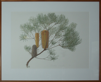 Work on paper - Artwork, Celia Rosser, Banksia spinulosa by Celia Rosser, 1981