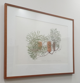 Banksia seminuda by Celia Rosser