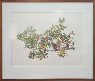 Banksia