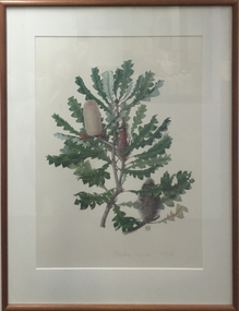 Work on paper - Artwork, Banksia solandri (Stirling Range Banksia), by Celia Rosser, 1987