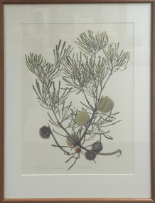 Artwork, Celia Rosser, Banksia laevigata by Celia Rosser, 1988