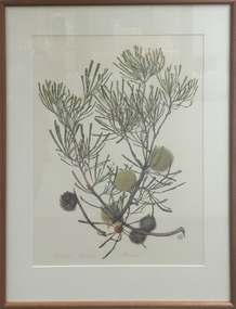 Artwork, Celia Rosser, Banksia laevigata by Celia Rosser, 1988, 1988