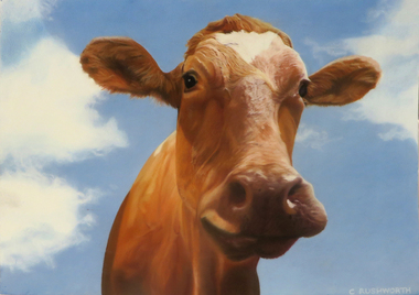 Drawing - Artwork - Drawing, 'Jersey Cow' by Christine Rushworth