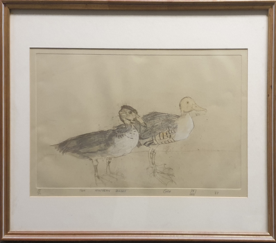 Teo Ducks
