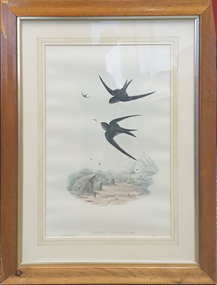 Print, John Gould, Cypselus Infumatus, 1866