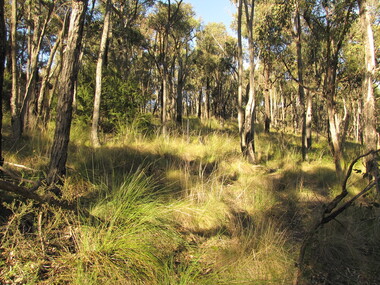 The Co-operative's  aim of living in harmony with the bush provides a sanctuary for both flora and fauna in its box ironbark forest and grassy dry forest, 1980's