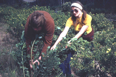 Work parties (members coming together to do the conservation work) are an integral part of members' responsibilities. The boneseed eradication program has been very successful