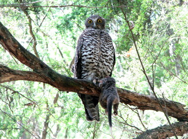 Powerful Owl, The Co-op provides habitat for rare and endangered species such as the Powerful Owl. Sightings of local fauna and birds are recorded regularly
