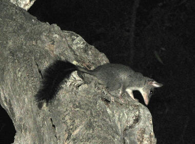 The endangered brushtailed phascogale (tuan), is regularly sighted