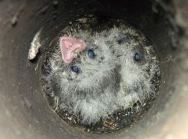 Owlet nightjar chicks nesting in the flue of a Co-op house