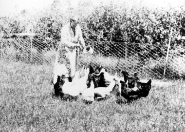 Photograph, Mrs Jessie Crow feeding fowls