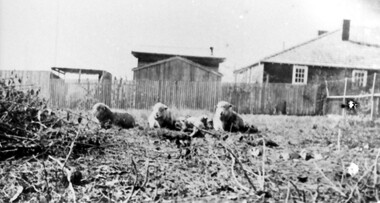 Photograph, Backyard of 'Strathmore', 75 Victoria Crescent, early 20th century