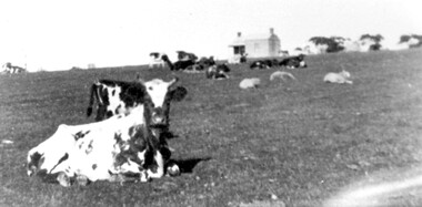 Photograph, Norman Carter, Part of Black's dairy farm in Mont Albert in the 1920s, 1920s