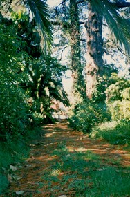 Photograph, Nick Pote, Medlow in 1990, 1990