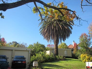 Photograph - 10 Alexandra Crescent, Surrey Hills, The Street Where You Live Project
