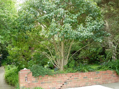 Photograph - 4 Howell Avenue, Surrey Hills, The Street Where You Live Project
