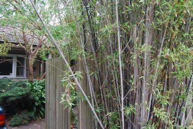 Photograph - 4 Grovedale Road, Surrey Hills, The Street Where You Live Project
