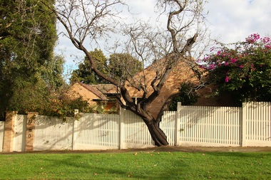 Photograph - 12 Elwood Street, Surrey Hills, The Street Where You Live Project