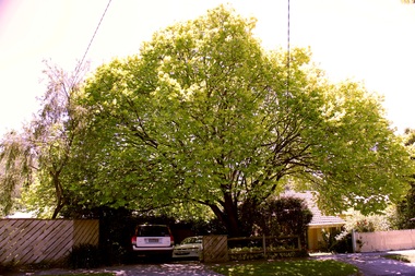 Photograph - 12 Verdun Street, Surrey Hills, On The Street Where You Live Project