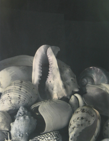 Photograph, Janina Green, Shells