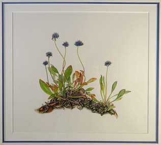 Watercolour Painting, Brunonia Australis (Blue Pincushion), 1994