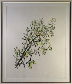 Painting, Correa Glabra (Rock or Smooth Corea), 1994