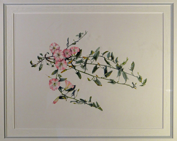 Watercolour painting - Indigenous Plants of the Basalt Plains. Part of series of 14 commissioned paintings, Calystegia Sepium (Large Bindweed), 1993