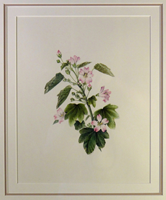 Watercolour Painting, Lavatera Plebia var Plebia (Australian Hollyhock), 1994
