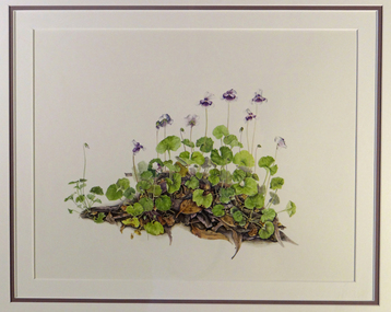 Watercolour Painting, Viola Hederacea (Native or Ivy-Leaf Violet), 1994