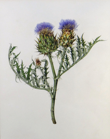 Painting, Anita Podwysznski, Thistle, 1985