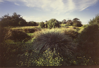 Photograph, Robert Pointon, West Bank of the Kororoit Creek looking north, 1988