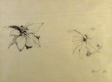 Drawing, Daffodils