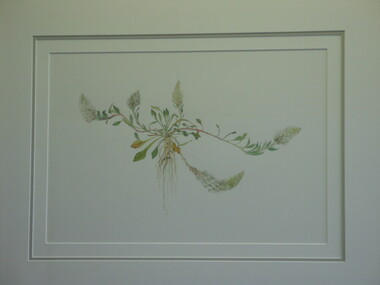 Watercolour painting - Indigenous Plants of the Basalt Plains. Part of series of 14 commissioned paintings, Pussy Tails, 1994
