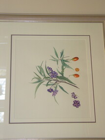 Watercolour Painting, Helene Wild, Large Kangaroo Apple (Solanum Laciniatum), 1994