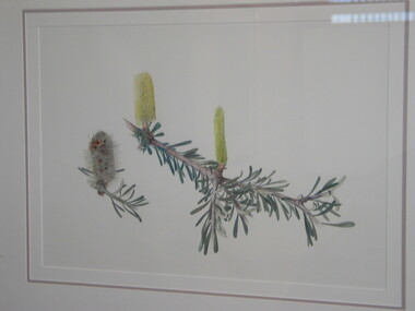 Watercolour painting - Indigenous Plants of the Basalt Plains. Part of series of 14 commissioned paintings, Silver Banksia (Banksia Marginata), 1993