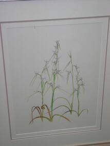 Watercolour painting - Indigenous Plants of the Basalt Plains. Part of series of 14 commissioned paintings, Helene Wild, Sunshine Diuris/Fragrant Doubletail, 1993