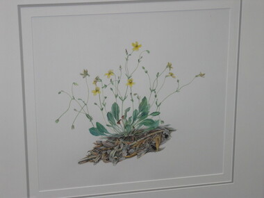 Painting, Helene Wild, Spur Velleia (Velleia Paradoxa), 1993