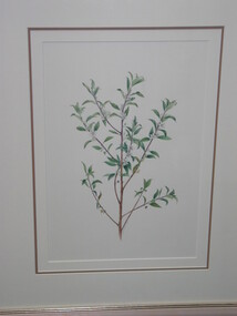 Watercolour painting - Indigenous Plants of the Basalt Plains. Part of series of 14 commissioned paintings, Helene Wild, Sticky Boobialla (Myoporum Viscosum), 1993