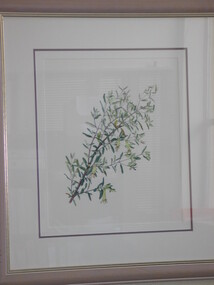 Painting (Watercolour), Helene Wild, Rock or Smooth Correa, 1994