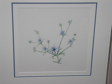 Painting (Watercolour), Botanical Illustration, Helene Wild, Blue Devil (Eryngium Ovinum), 1994