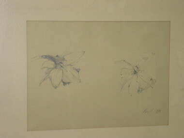 Pencil Sketch, Marilyn Mendenbach (Cardinal), Daffodils, 1979
