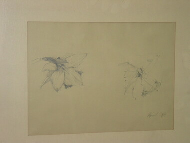 Pencil Sketch, Daffodils, 1979