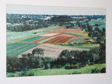 Photograph, Market Garden, Keilor