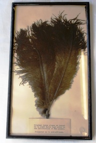A tuft of black feathers tied together at base in a picture frame.