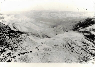 Aerial photograph of horses in desert.