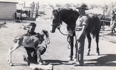 Soldiers with horse and foal