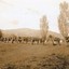 Soldiers and horse in field with trees
