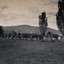 Soldiers with horses on arena
